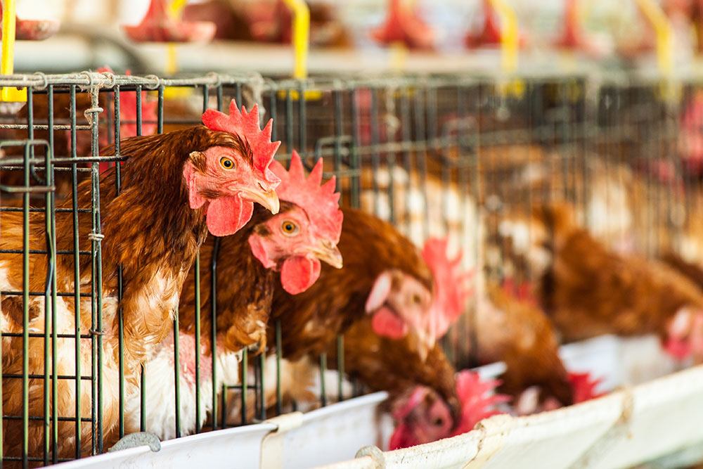 agriculture and livestock monitoring slide 2