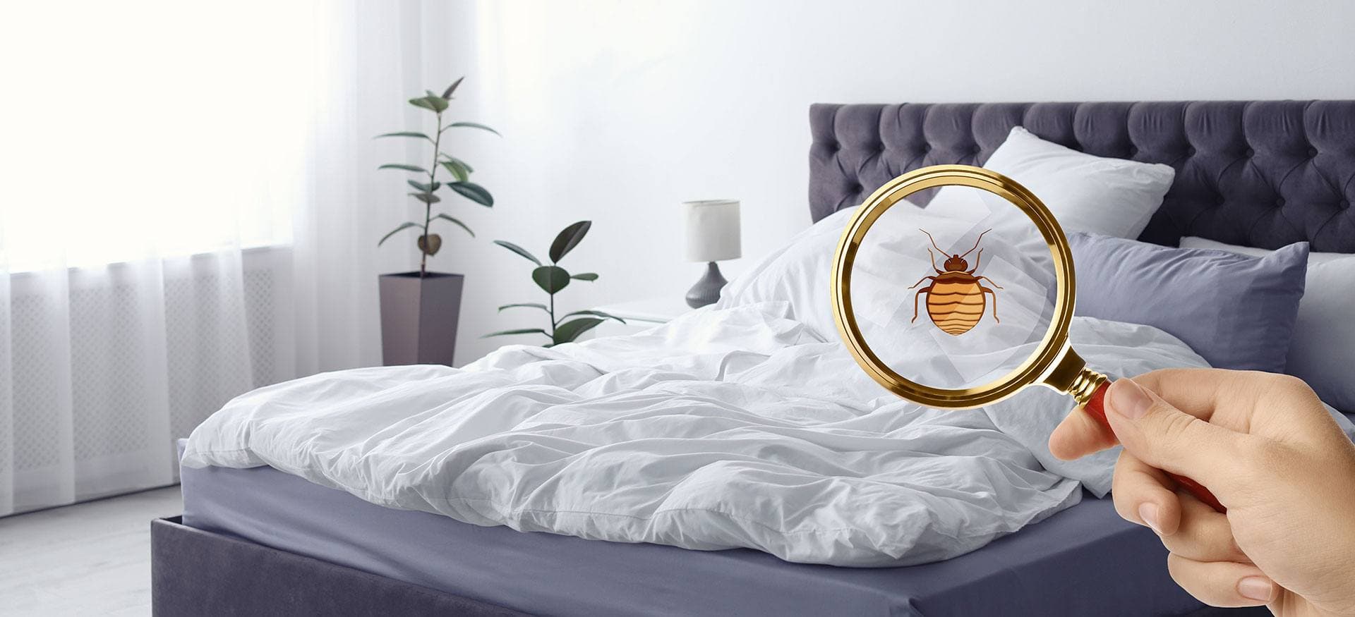 pest remediation masthead