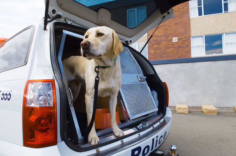 pet and animal welfare monitoring slide 2